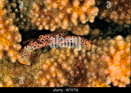 Red spotted Coral crab Trapezia (rufopunctata) in einem harten Korallen (pocillopora) Madagaskar versteckt. Indischen Ozean. Stockfoto