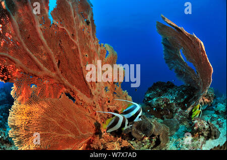 Zwei Longfin/Reef Wimpelfische (heniochus Acuminatus) und zwei Maskierte Wimpelfische (Heniochus camelopardalis) vor der riesigen seefächern/Gorgonien (Subergorgia Mollis) auf einem Korallenriff, Madagaskar. Indischen Ozean. Stockfoto