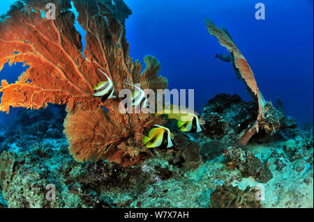 Zwei Longfin/Reef Wimpelfische (heniochus Acuminatus) und zwei Maskierte Wimpelfische (Heniochus camelopardalis) vor der riesigen seefächern/Gorgonien (Subergorgia Mollis) auf einem Korallenriff, Madagaskar. Indischen Ozean. Stockfoto