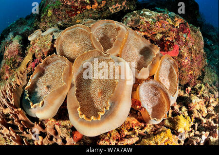 Elefant's Ohr Anemonen (Amplexidiscus fenestrafer) Madagaskar. Indischen Ozean. Stockfoto