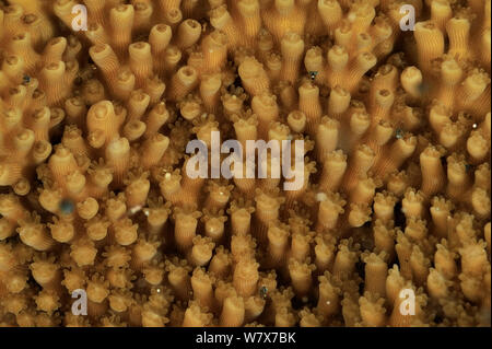 Nahaufnahme der Polypen einer Elkhorn Coral (Acropora palmata) Guadeloupe Insel, Mexiko. Karibik. Stockfoto