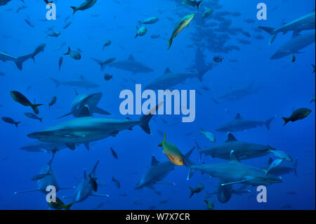 Gruppe der Silvertip Riffhaie (Carcharhinus albimarginatus) im offenen Wasser, Revillagigedo Inseln, Mexiko. Im pazifischen Ozean. Stockfoto