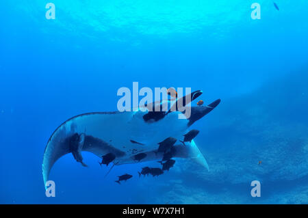 Riesige Mantarochen (Manta birostris) mit zwei schiffshaltern (schiffshalter schiffshalter) seinen Körper und mit schwarzen Buchsen/Makrelen (Caranx Lugubris) und ein Clarion angelfish (Holacanthus clarionensis) Revillagigedo Inseln, Mexiko umgeben. Im pazifischen Ozean. Stockfoto