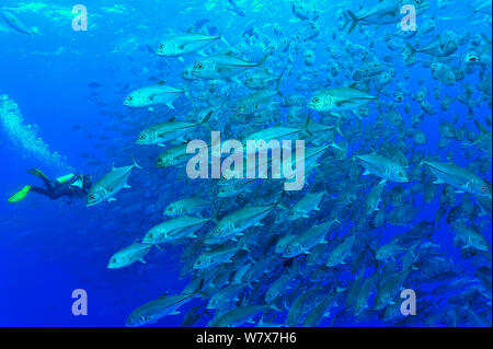 Taucher in einer Schule der Großaugen-Makrelen / Buchsen (Caranx Sexfasciatus), Cocos Island, Costa Rica. Pazifischen Ozean. Dezember 2010. Stockfoto