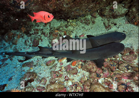 Zwei Weißspitzenriffhaie (Triaenodon obesus) ruht auf Meer, Cocos Island, Costa Rica. Im pazifischen Ozean. Stockfoto