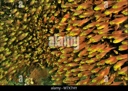 Schule der Gelben Kehrmaschinen/Glassfish (Parapriacanthus ransonneti/guentheri) Malediven. Indischen Ozean. Stockfoto