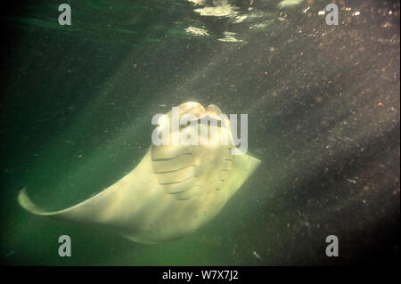 Mantarochen (Manta birostris) Nachts, Mund weit offen, die sich von Plankton, das durch das Licht am Ende einer Anlegestelle, Malediven angezogen wird. Indischen Ozean. Stockfoto