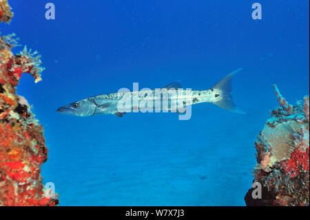 Großer Barrakuda (Sphyraena Barracuda) auf dem Wrack von Puerto Morelos, Halbinsel Yucatan, Mexiko. Karibik. Stockfoto