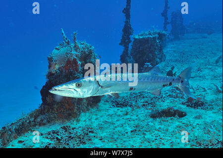 Großer Barrakuda (Sphyraena Barracuda) auf dem Wrack von Puerto Morelos, Halbinsel Yucatan, Mexiko. Karibik. Stockfoto