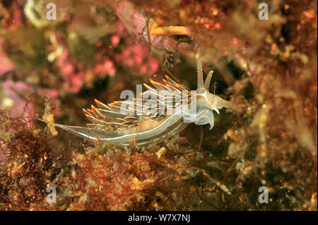 Opaleszierende Nacktschnecke (Hermissenda crassicornis), Alaska, USA, Golf von Alaska. Im pazifischen Ozean. Stockfoto