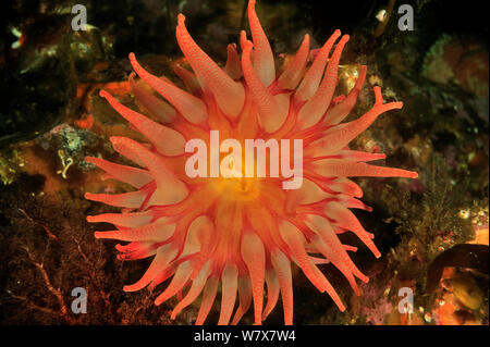 Malte Anemone (Urticina Crassicornis) von oben, Alaska, USA, Golf von Alaska. Im pazifischen Ozean. Stockfoto