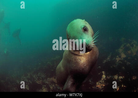 Steller Seelöwen (Eumetopias jubatus) Porträt, schauen neugierig, Alaska, USA, Golf von Alaska. Im pazifischen Ozean. Stockfoto