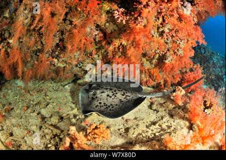 Coral drop off bedeckt mit Weichkorallen (Scleronephthya) und einem Blackspotted Stingray (Taeniura melanospilos) Malediven. Indischen Ozean. Stockfoto