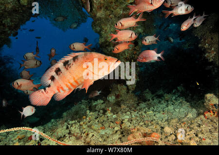 Sattel Schwadleger/Sixspot rockcod (Cephalopholis sexmaculata) mit Weiß-edged soldierfish (Myripristis murdjan) in einer Höhle, Malediven. Indischen Ozean. Stockfoto