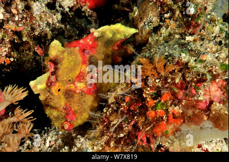 Warzen Anglerfisch (Antennarius maculatus) Malediven. Indischen Ozean. Stockfoto