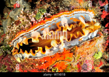 Nahaufnahme einer Variable thorny Oyster (Spondylus Varius/Varians) auf einem Korallenriff, Malediven. Indischen Ozean. Stockfoto