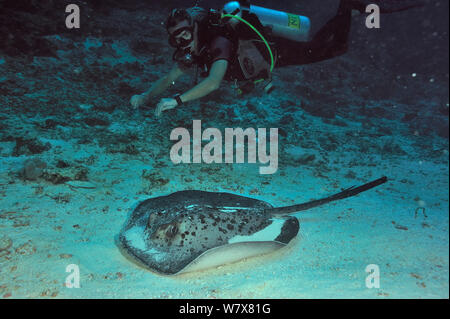 Taucher schwimmen oben Blackspotted Stingray (Taeniura meyeni) Malediven. Indischen Ozean. April 2011. Stockfoto