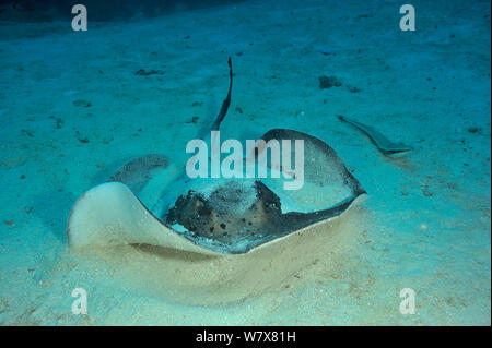 Blackspotted Stingray (Taeniura melanospilos) und gestreiften Schiffshalter (Echeneis naucrates) Festlegung auf sandigen Meeresboden, Malediven. Indischen Ozean. Stockfoto