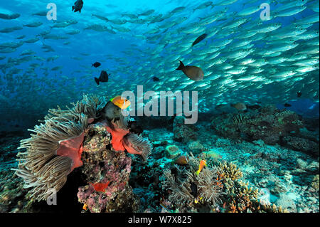 Schule der Makrele (scads Decapterus macarellus) Schwimmen über Riff mit Malediven anemonenfischen (Amphiprion nigripes) in herrlichen Seeanemonen (Heteractis magnifica) Malediven. Indischen Ozean. Stockfoto