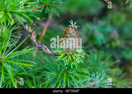 Diese eigentümliche Lärche Kegel mit einem florette auf dem Apex wurde auf einem Muster in einem Bonsai enthuiasts Sammlung in Nordirland gefunden Stockfoto