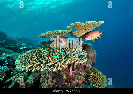 Riesige Fischliste Haie bis Husaren (Sargocentron spiniferum) und Tischkorallen (acropora) Malediven. Indischen Ozean. Stockfoto