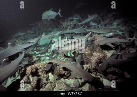 Jagd 'pack' der Weißspitzen-Riffhaie (Triaenodon obesus) Nachts, Cocos Island, Costa Rica. Im pazifischen Ozean. Stockfoto