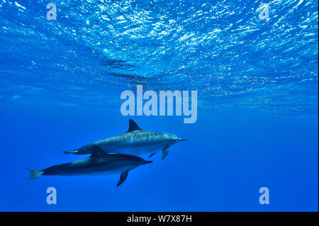 Paar Spinner Delfine (Stenella longirostris) an der Oberfläche, Ägypten. Das rote Meer. Stockfoto