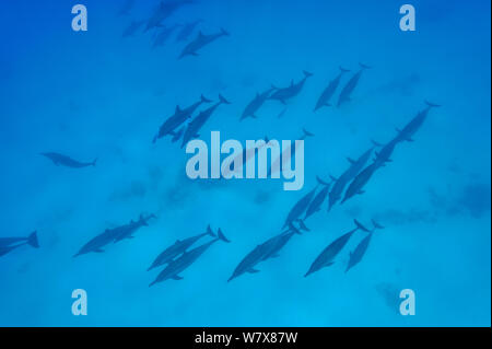 Gruppe von Delfinen (Stenella longirostris) Ägypten. Das rote Meer. Stockfoto