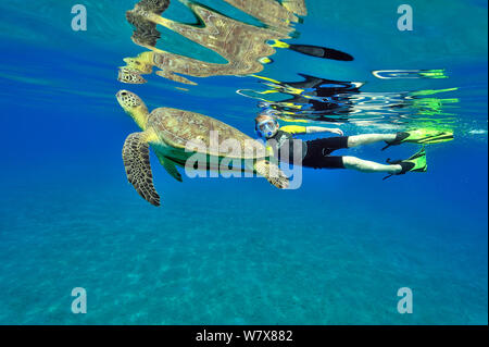 Junge Schnorcheln an der Oberfläche in der Nähe einer Suppenschildkröte (Chelonia Mydas) schwimmen an die Oberfläche zum Atmen mit einem Remora (Echeneis Naucrates) unter seinen Körper, Ägypten. Im Roten Meer. Juni 2010. Stockfoto