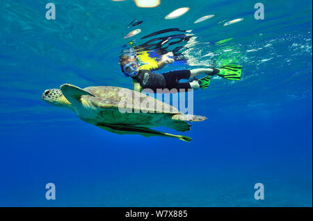 Junge Schnorcheln an der Oberfläche in der Nähe einer Suppenschildkröte (Chelonia Mydas) schwimmen an die Oberfläche zum Atmen mit einem Remora (Echeneis Naucrates) unter seinen Körper, Ägypten. Im Roten Meer. Juni 2010. Stockfoto