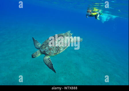 Junge Schnorcheln an der Oberfläche in der Nähe einer suppenschildkröte (Chelonia mydas) Ägypten. Das rote Meer. Juni 2010. Stockfoto