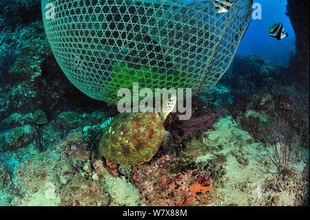 Karettschildkröte (Eretmochelys imbricata) essen die Algen auf der einen Fischer, Trap, Daymaniyat Inseln, Oman. Golf von Oman. Stockfoto