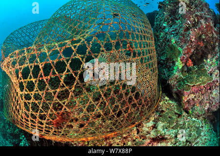 Waben Sie-Muräne (Gymnothorax Favagineus) gefangen im Falle eines Fischers, Daymaniyat Inseln, Oman. Golf von Oman. Stockfoto