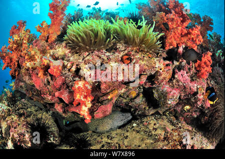 Honeycomb Muränen (Gymnothorax favagineus) und Moray (Gymnomuraena zebra Zebra) in einem Riss unter einem Teil der Riff mit Weichkorallen (dendronephthya) und mit einem herrlichen Seeanemone (Heteractis magnifica), Daymaniyat Inseln, Oman bedeckt. Golf von Oman. Stockfoto