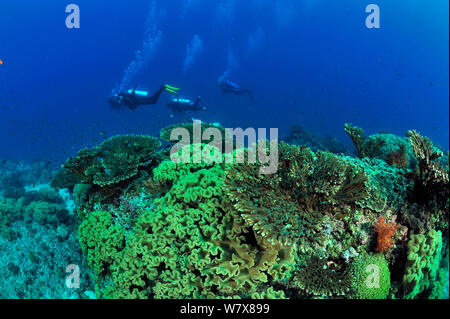 Taucher schwimmen auf einem Riff mit Pilz Leder Korallen (steinkorallen Sarcophyton) und Tabellen (acropora), Daymaniyat Inseln, Oman. Golf von Oman. Oktober 2010. Stockfoto