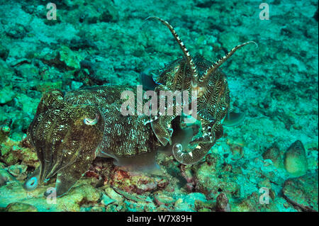 Zwei Pharao Tintenfische (Sepia pharaonis) nach der Paarung. Das Männchen ist auf die weibliche Ihr von potentiellen Rivalen zu schützen, bis sie ihre Eier legt, Daymaniyat Inseln, Oman. Golf von Oman. Stockfoto