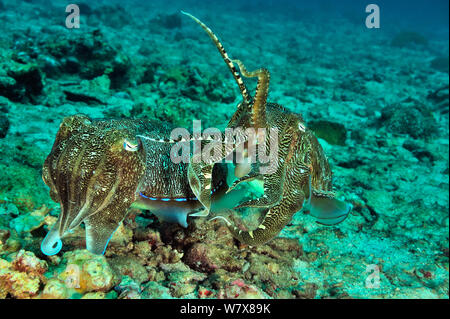 Zwei Pharao Tintenfische (Sepia pharaonis) nach der Paarung. Das Männchen ist auf die weibliche Ihr von potentiellen Rivalen zu schützen, bis sie ihre Eier legt, Daymaniyat Inseln, Oman. Golf von Oman. Stockfoto