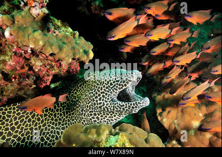 Honeycomb Muränen (Gymnothorax favagineus) aus dem Loch mit goldenen cardinalfish/Ring-tailed cardinalfish (Apogon aureus), Daymaniyat Inseln, Oman. Golf von Oman. Stockfoto