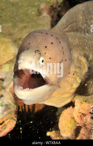 Peppered Moray (Siderea grisea), Daymaniyat Inseln, Oman. Golf von Oman. Stockfoto