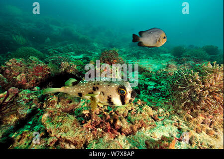 Diodon liturosus porcupinefish (maskiert) und eine Threespot dascyllus / riffbarsche (Dascyllus Trimaculatus), Daymaniyat Inseln, Oman. Golf von Oman. Stockfoto