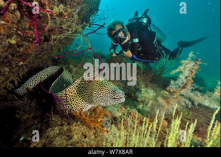 Taucher mit einer Bienenwabe Moray (Gymnothorax favagineus) aus seinem Loch, Daymaniyat Inseln, Oman. Golf von Oman. Oktober 2010. Stockfoto