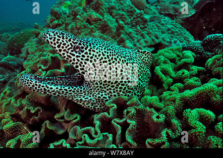 Honeycomb Muränen (Gymnothorax favagineus) mit Seeigel Stacheln auf dem Kopf unter Pilz Leder Korallen (sarcophyton), Daymaniyat Inseln, Oman. Golf von Oman. Stockfoto