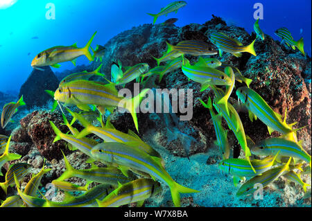 Mexikanische Meerbarben (Mulloidichthys Dentatus) und Blau-gold Schnapper (Lutjanus viridis) in einem Feeding Frenzy über Drückerfische Eier, Halbinsel Baja California, Mexiko. Meer von Cortez. Stockfoto