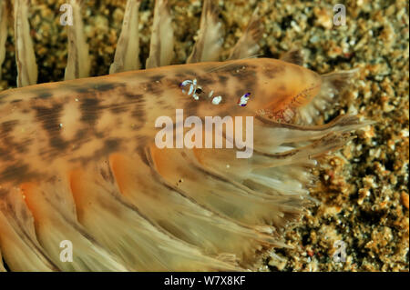 Kommensalen Garnelen (Periclimenes magnificus) am Meer pen (Pteroeides), Manado, Indonesien. Sulawesi Meer. Stockfoto