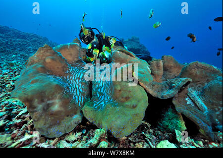 Diver hinter Riesenmuscheln (Tridacna gigas) Manado, Indonesien. Sulawesi Meer. Mai 2010. Stockfoto