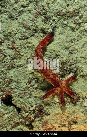 Comet Seesterne (Linckia multifora) Nachts, Palau. Philippinischen Meer. Stockfoto