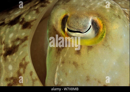 Auge des Broadclub Tintenfische (Sepia latimanus) Nachts, Palau. Philippinischen Meer. Stockfoto