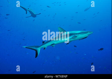 Graue Riffhaie (Carcharhinus amblyrhinchos) im offenen Wasser. Der Hai im Vordergrund hat einen gestreiften Schiffshalter (Echeneis naucrates) unter seinem Kopf, Palau. Philippinischen Meer. Stockfoto