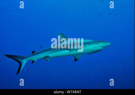 Graue Riffhaie (Carcharhinus amblyrhinchos) im offenen Wasser mit einem gestreiften Schiffshalter (Echeneis naucrates) unter seinem Kopf, Palau. Philippinischen Meer. Stockfoto