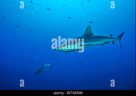 Graue Riffhaie (Carcharhinus amblyrhinchos) im offenen Wasser. Der Hai im Vordergrund hat einen gestreiften Schiffshalter (Echeneis naucrates) unter seinem Kopf, Palau. Philippinischen Meer. Stockfoto